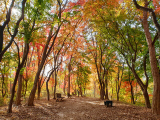 Fototapeta na wymiar 붉게 물든 산속 공원의 가을풍경