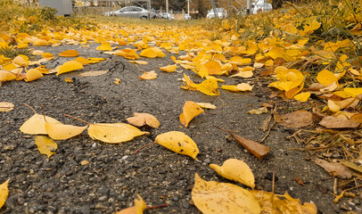 Autumn colorful leaves on the sidewalk during leaf fall