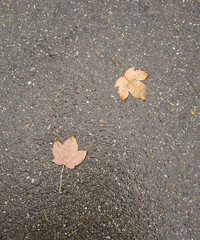Autumn colorful leaves on the sidewalk during leaf fall
