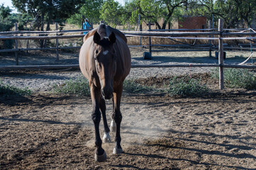 koń zwierze brązowy natura grzywa © Piotr
