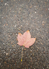 Autumn colorful leaves on the sidewalk during leaf fall
