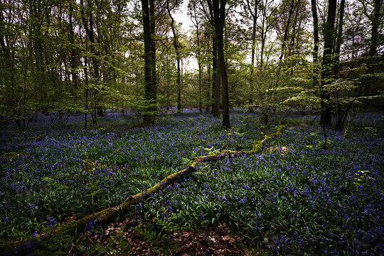 Bluebells in Woodland, Cloudy Day