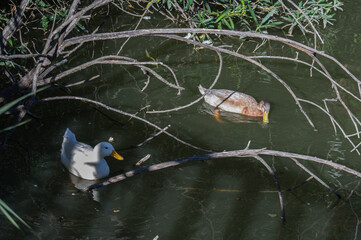 kaczka biała zwierze natura woda  © Piotr