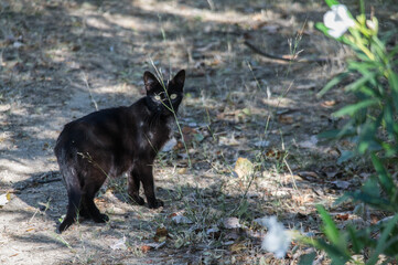 kot czarny zwierze lato natura 
