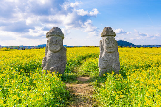 Iconic stone figures with Yellow Canola Field in the background, on Jeju Island, South Korea. 