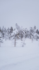 The snow covered beautiful landscape of Swedish Lapland outside of Lycksele, Sweden