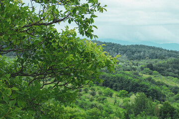 Fototapeta na wymiar Rama de nogal en los bosques y praderas de las proximidades de Berevoesti, Rumanía.