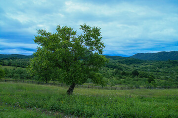 Nogal, bosques y praderas en las proximidades de Berevoesti, Ruman&iacute;a.
