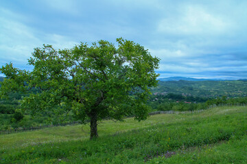 Fototapeta na wymiar Nogal, bosques y praderas en las proximidades de Berevoesti, Rumanía.