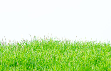 Background and texture of side view Kerean Lawn grass or japanese Lawn grass  isolated on white background.