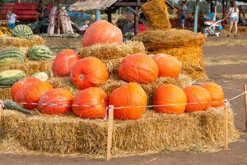 Multicolored colorful pumpkins and watermelons at the fair, and their weight is indicated on the pumpkins and watermelons
