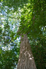Fototapeta premium Alder tree seen upwards