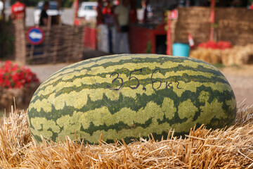Multicolored colorful pumpkins and watermelons at the fair, and their weight is indicated on the pumpkins and watermelons