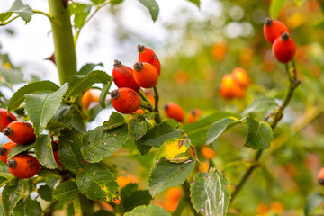 Hagebutten | Hagebutte