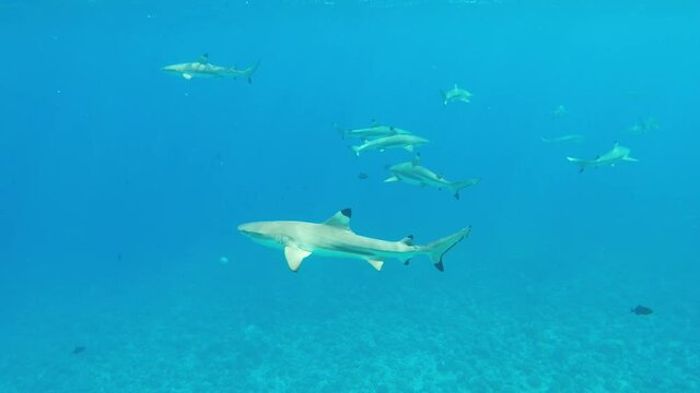 Wild sharks swim underwater in Bora Bora