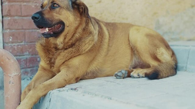 Close uo brown street dog relaxing on road during day time loneliness expression canin homeless pet animal puppy slow motion