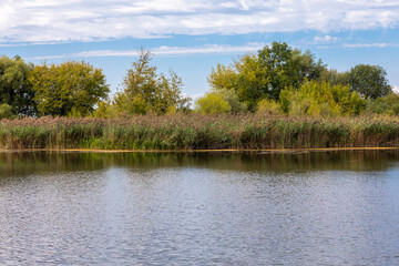 Schilff | Ufer an der Donau bei Straubing im Naturschutzgebiet