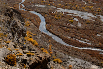 Yellow vegetation in remote places of earth - Fauna of Spiti Valley where the land is dry and weather is cold. Vibrant colors created by trees and bush during fall at high altitude valley in India.