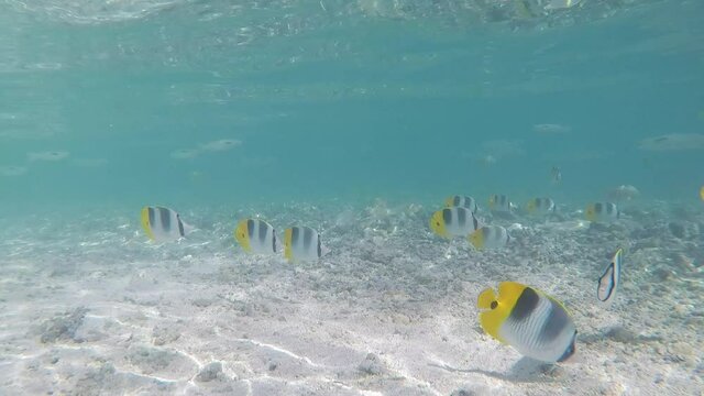 Schooling Threadfin butterflyfish (Chaetodon auriga) in Bora Bora, French Polynesia