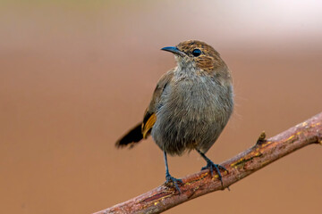 A beautiful Indian bird perched