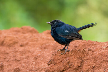 A beautiful Indian bird perched