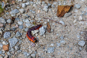 Raupe vom Weidenbohrer (Cossus cossus), großer Nachtfalter