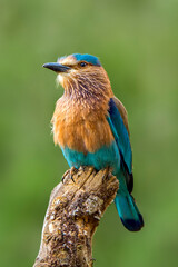 A beautiful Indian bird perched