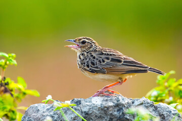 A beautiful Indian bird perched