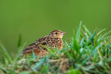 A beautiful Indian bird perched