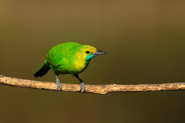 A beautiful Indian bird perched