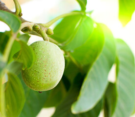 Green unripe walnuts hang on a tree on a bright sunny day.