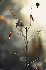 Red rosehip berry on a bush branch with fallen leaves on a blurred background. Autumn season, plant wilting or abstraction concept.