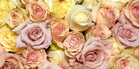 Background of beautiful flowers. Сlose up. Panorama.