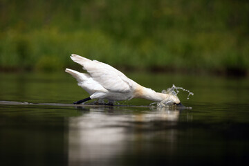 The Eurasian spoonbill or common spoonbill (Platalea leucorodia) fishing for for food in the shallow lagoon. Spoonbil creates a wave of water while fishing.