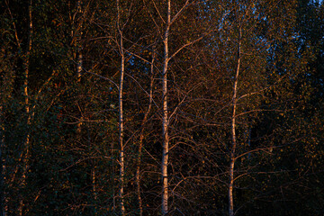 Autumn trees birch in red sunset light