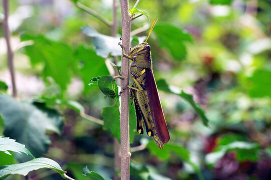 Macro Spotted Bird Grasshopper Schistocerca lineata clinging vertically to branch