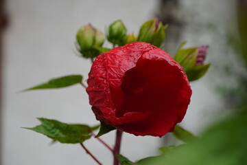 Farbenfrohe Blume Blüte in Sommer Natur