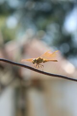 dragonfly on a leaf
