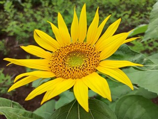 Fototapeta premium Sunflower