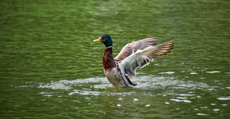 Mallard dabbling duck with green head and yellow bill spreading its wings landing on the water surface of the lake