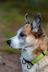 Portrait of an Alaskan Husky mixed breed