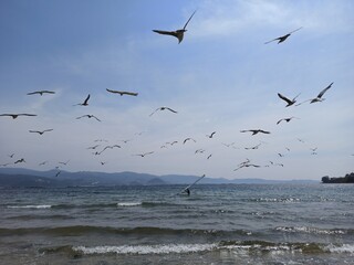 Seagulls flying over the beach while a boy does paddle surfing