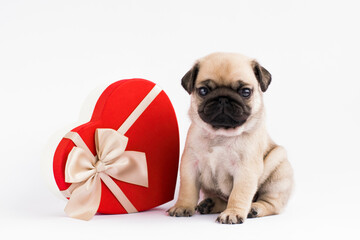 puppy pug isilated with red heart. Puppy pug with gift box on the white background.