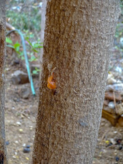 Drumstick tree resin (  Moringa oleifera tree gum )