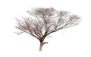 Dead Trees isolated on white background, tropical trees isolated used for design, File contains...
