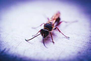 Wood wasp Siricidae Symphyta on a smooth surface with antennae macro