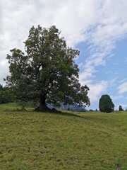 tree in the field