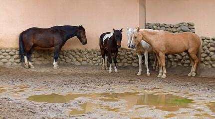 Ponies (Equus ferus caballus) stand in rain near stable