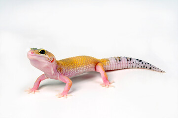 Leopard gecko / Leopardgecko (Eublepharis macularius) - Temper Eclipse