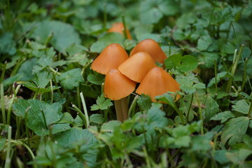 Braune Pilze in grüner Natur
